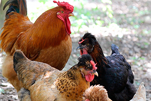 imagenes de la galeria