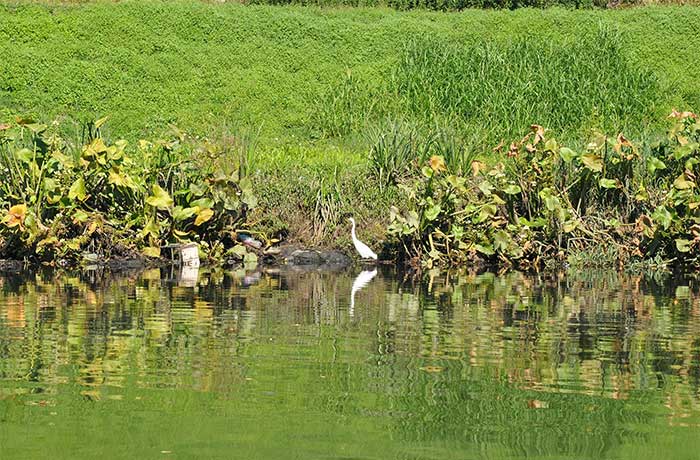 garza blanca en orilla de laguna
