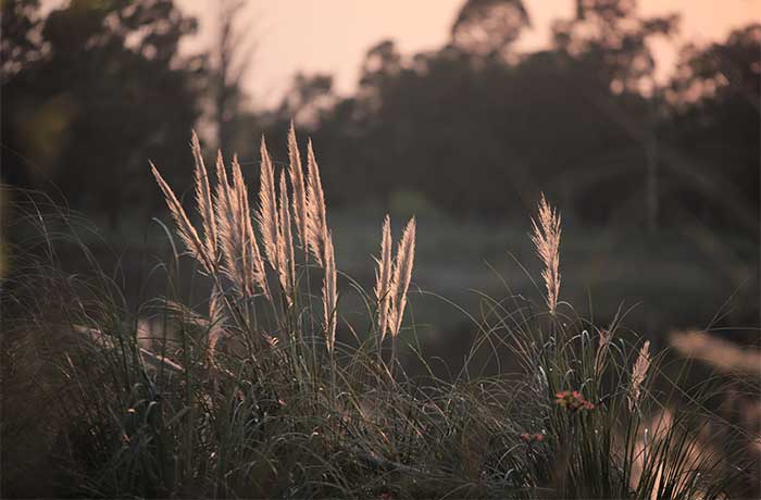 plantas de cortaderas