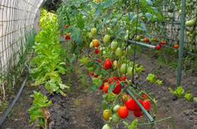 tomates