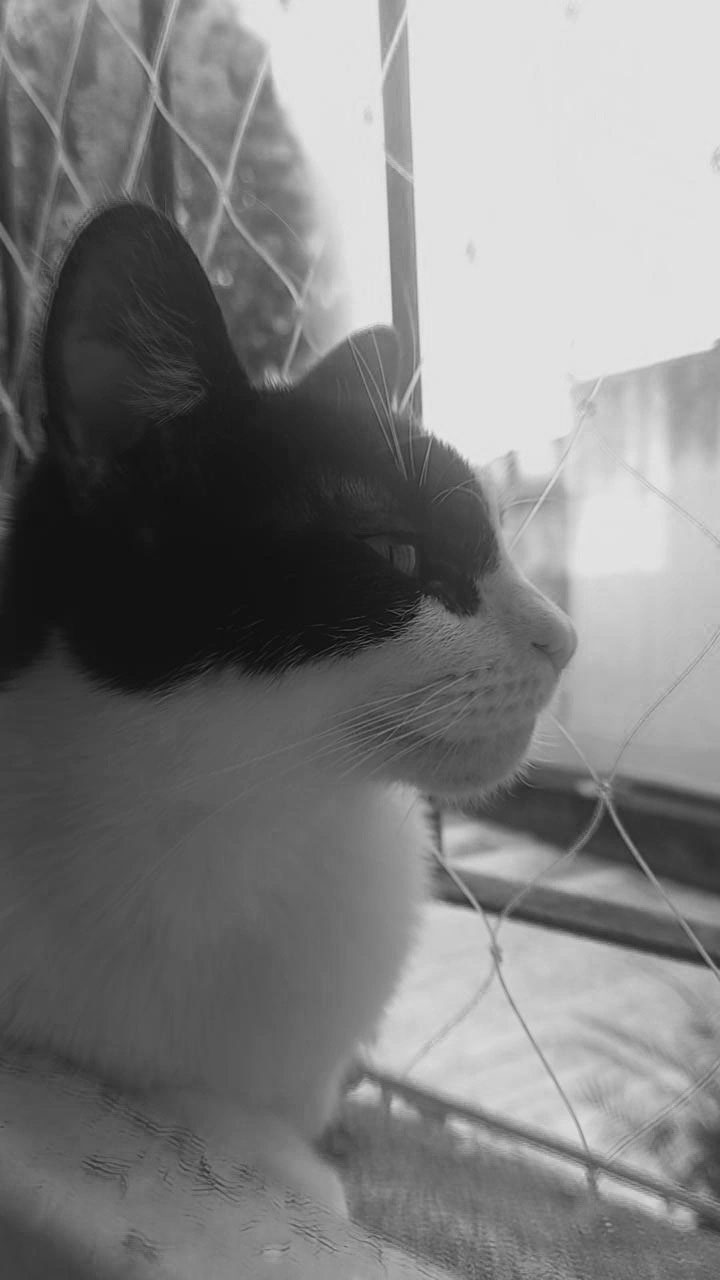 Misu en la ventana