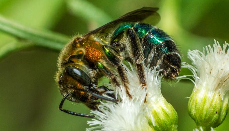 Jardín para polinizadores