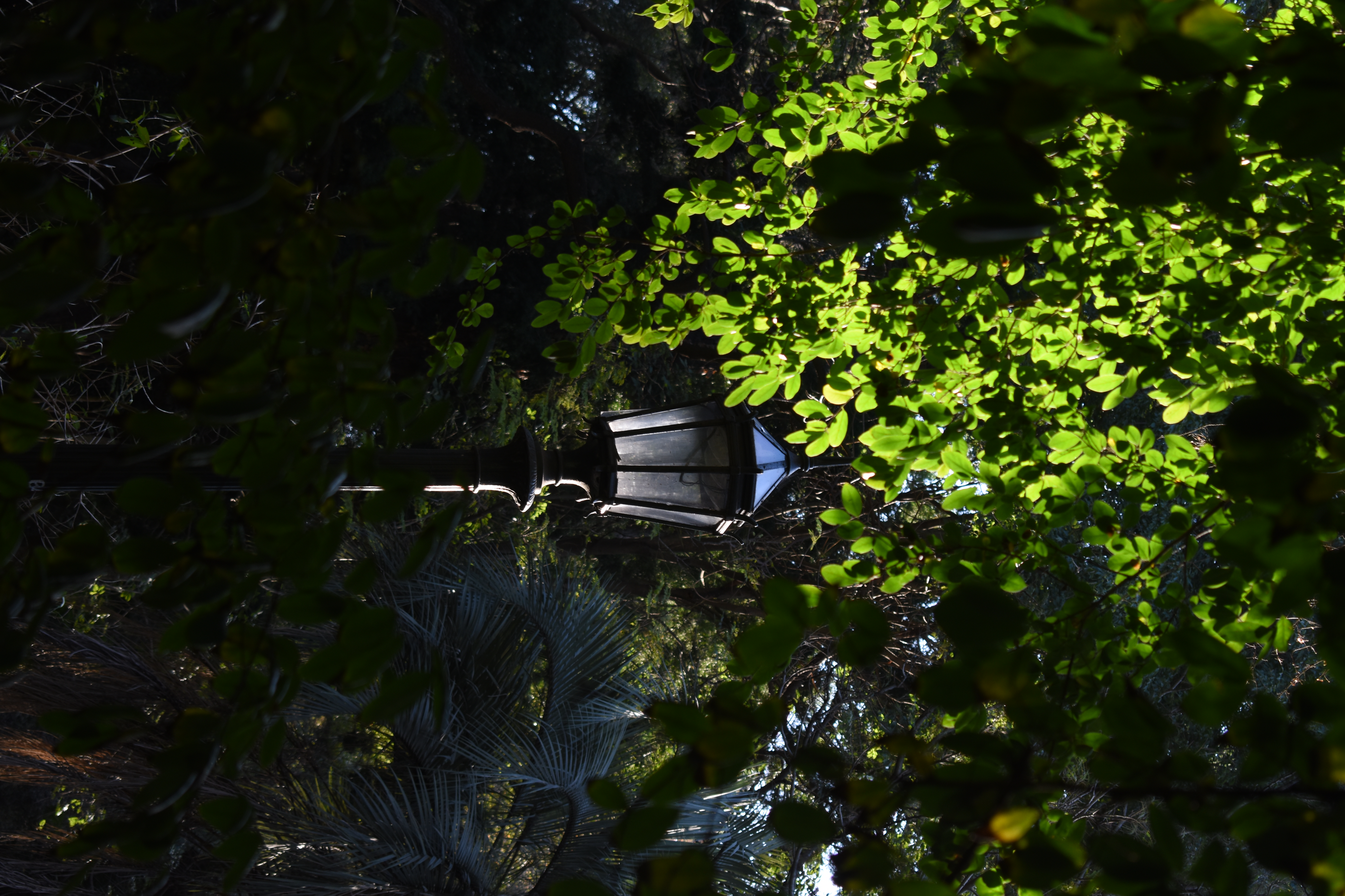 Foco de luz antiguo en medio de hojas